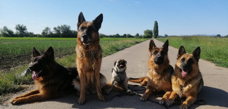 Große wie auch kleine Hunde lernen gemeinsam in der Hundeschule Weiß