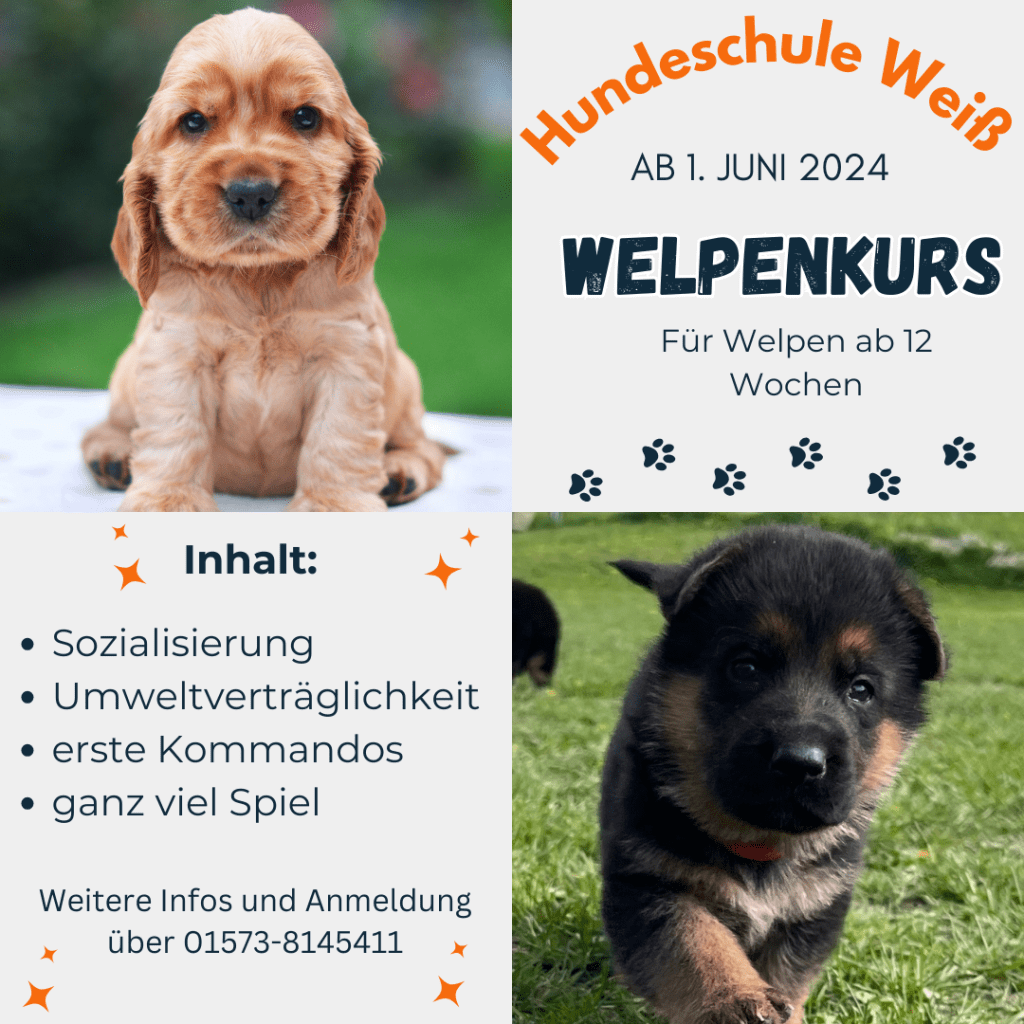 Welpenkurs in der Hundeschule Weiß